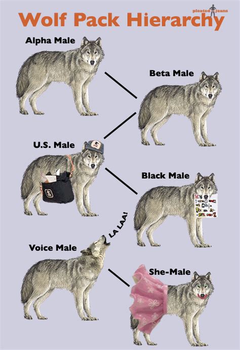 wolf pack status chart